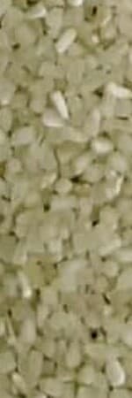 MASP Mini Mogra grain